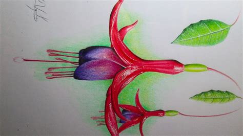 Dibujo De Una Flor Realista Con Lápices De Colores Chilco Con