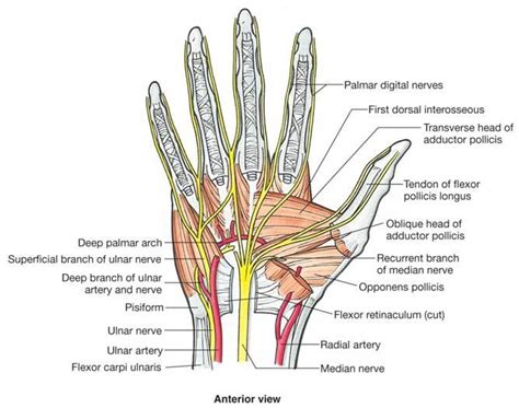 Hand Anatomy And Function Bone And Spine