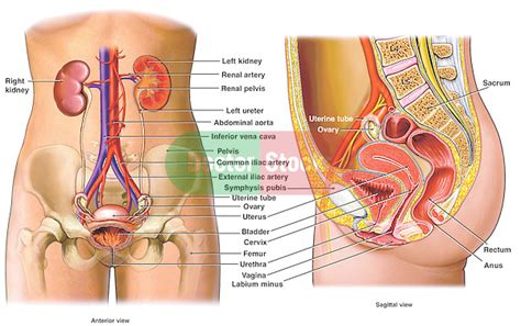 Computer artwork showing the kidneys and female reproductive system. Anatomy of the Female Reproductive System | Doctor Stock