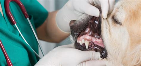 Common Dental Problems In Dogs How To Care For Your Dogs Teeth