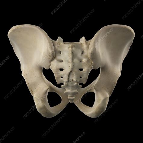 Human Hip Bone Artwork Stock Image F0093622 Science Photo Library
