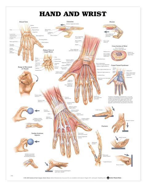 Anatomy Of Hand Ligaments Anatomy