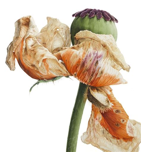 Winners Announced Plant Life Botanical Illustration Jacksons Art Blog