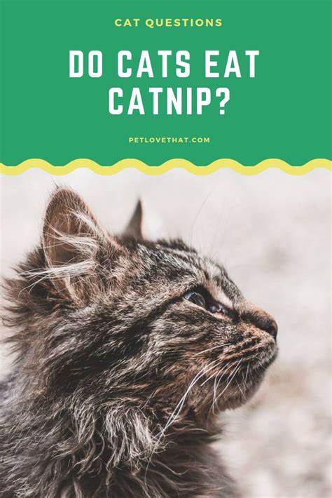We did not find results for: Prep Scholar Gate: Can Cats Eat Catnip Leaves