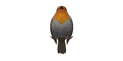 Robin Bird Isolated On A Transparent Background 24554896 Png