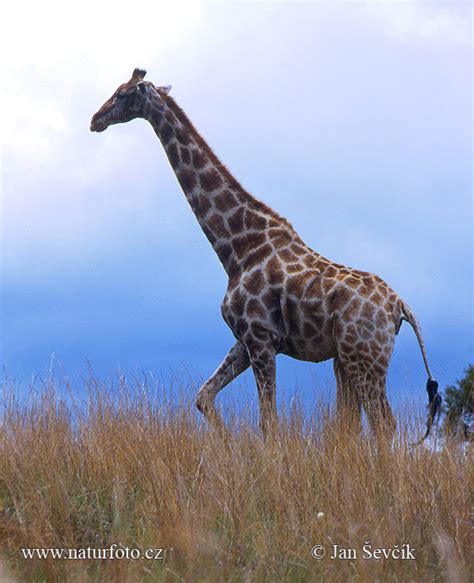 Žirafa Fotografije Slike