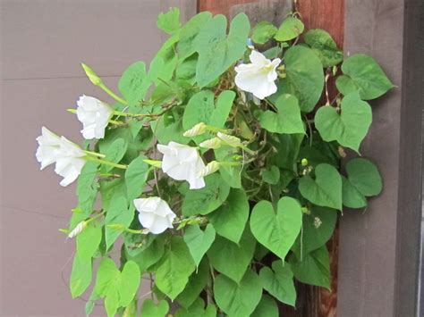 Moon Vine Planted From Seed And Very Easy To Growthis One In A