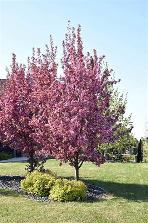 Malus Strathmore Crabapple Leafland Limited Best Price Buy