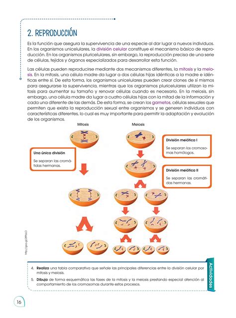 Proceso De Reproduccion Celular Mitosis Y Meiosis Compartir Celular