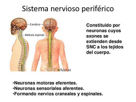 Sistema Nervioso Sistema Nervioso Periférico