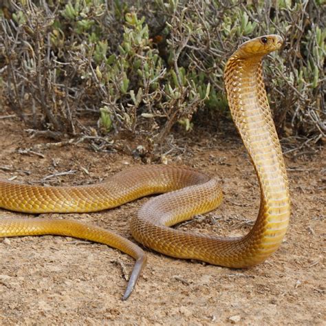 Cape Cobra African Snakebite Institute