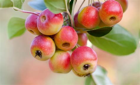 Best Crab Apple Trees For Colour And Form Gardens Illustrated