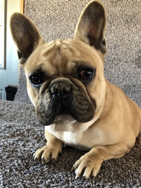 French Bulldog Puppies For Sale Orleans In 327499