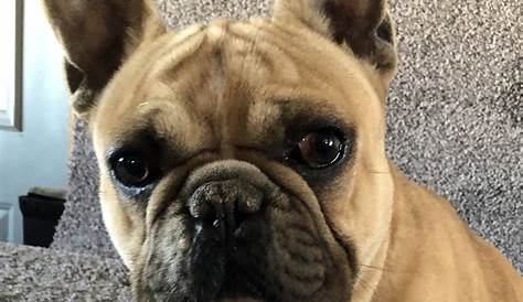 how old is the french bulldog breed