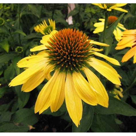 Echinacea ´mellow Yellow´ P15 Max Garden Záhradné Centrum Pre Vašu