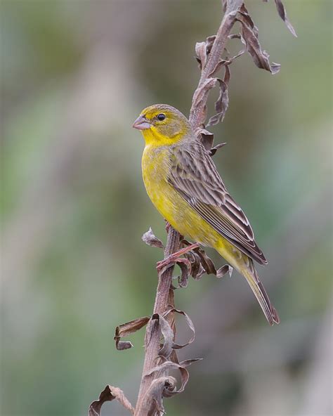 Foto Tipio Sicalis Luteola Por Diomar M Hlmann Wiki Aves A