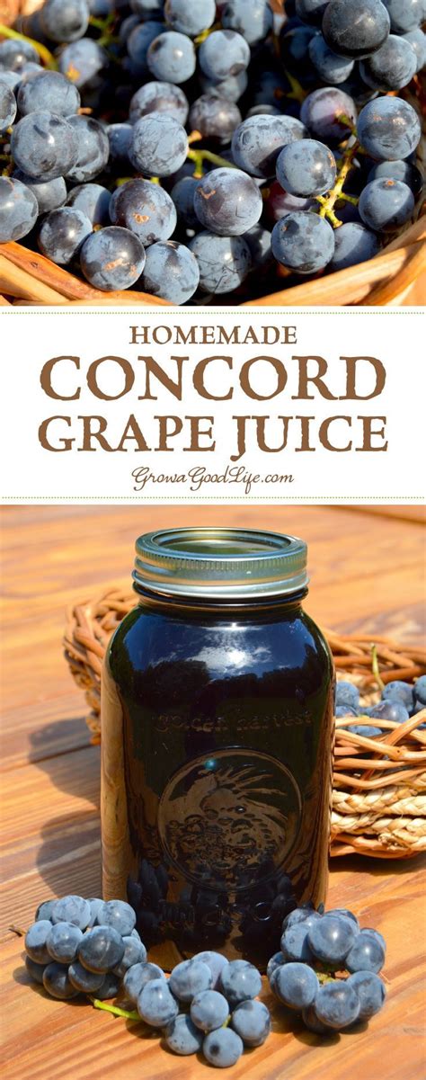 Learn How To Make And Preserve Your Own Concord Grape Juice At Home