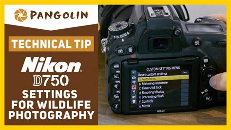 Nikon D How To Set Up For Wildlife And Nature Photography Recommended Settings And Tips