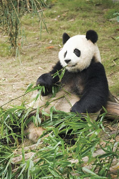 Giant Panda Eating Bamboo Leaves China Photograph By Gyro Photography