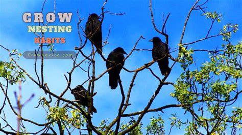 Crow Nesting Habits 6 Awesome Nesting Habits To Discover