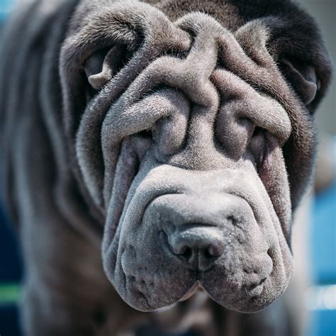 chinese shar pei pros  cons wagave