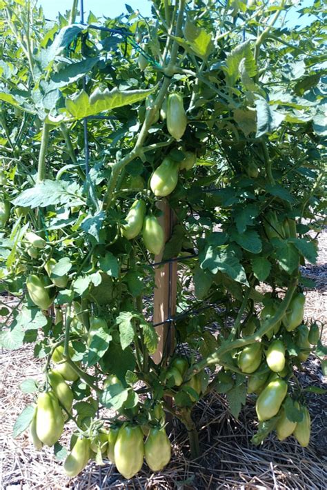 @eliasah marking a row means flagging the row from group of rows. Creating A No Till Raised Row Garden - The Easiest Way To ...