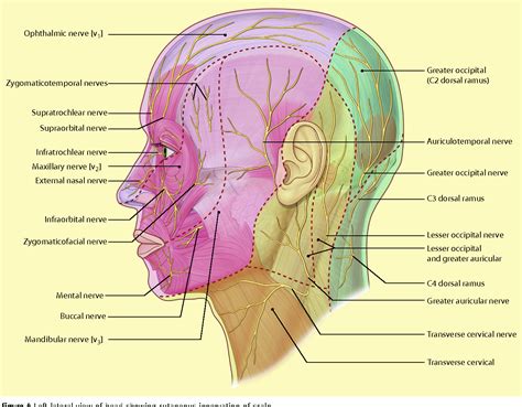 The Surgical Anatomy Of The Scalp Semantic Scholar