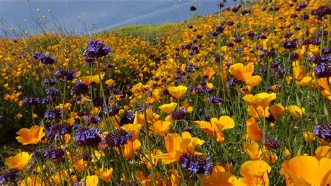 The Best Of California S Wildflower Bloom Youtube