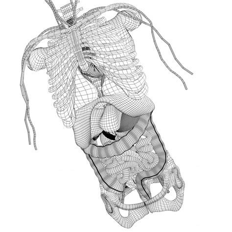 Female breast anatomy and axillary lymph nodes detailed colorful illustration. Collection Rigged - Human Male and Female Anatomy 3d model ...