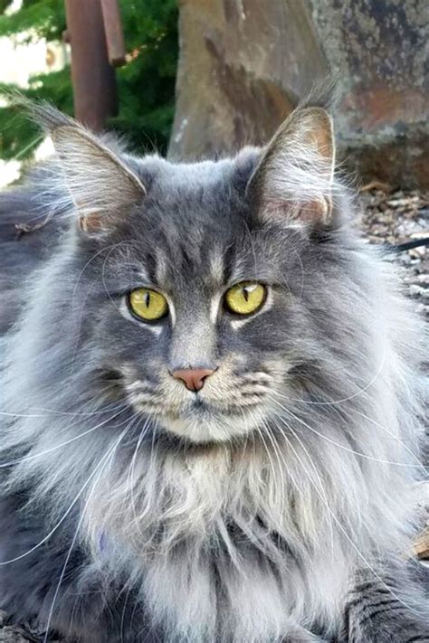 Gray Maine Coon Cat With Beautiful Yellow Eyes Maine Coon Kittens