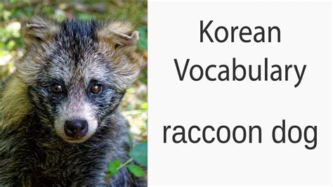 How To Say Raccoon Dog In Korean Youtube