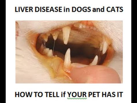 Some of the signs that it's time to say goodbye to a dog with cancer include: How To Know If Your Dog Has Lung Cancer / My Dog Has ...
