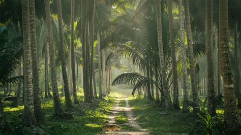 Картинки природа пейзаж тропики тропический лес лесной джунгли