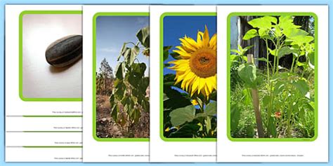 Life Cycle Of A Sunflower Display Photos