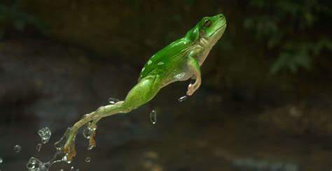Frog Facts 10 Peculiar Facts About Frog You Have Never Know
