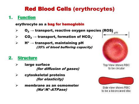 Red Blood Cells Structure Human Respiratory And Cardiac Systems