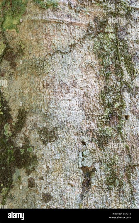 Rainforest Tree Bark High Resolution Stock Photography And Images Alamy