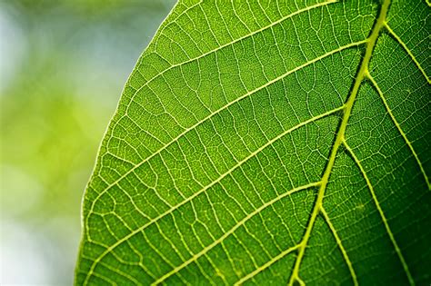 What Are The Adaptations Of Leaf For Photosynthesis Cbse Class Notes