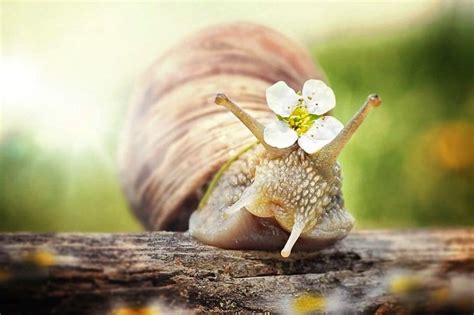 Photographer Gabi Stickler Shows Us The Beauty In Snails