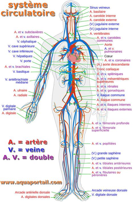 Syst Me Circulatoire D Finition Et Explications 31866 Hot Sex Picture