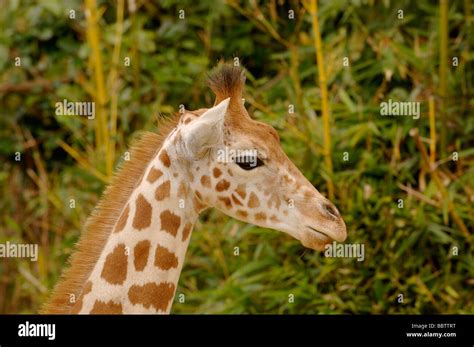 Nigerian Or West African Giraffe Giraffa Camelopardalis Peralta