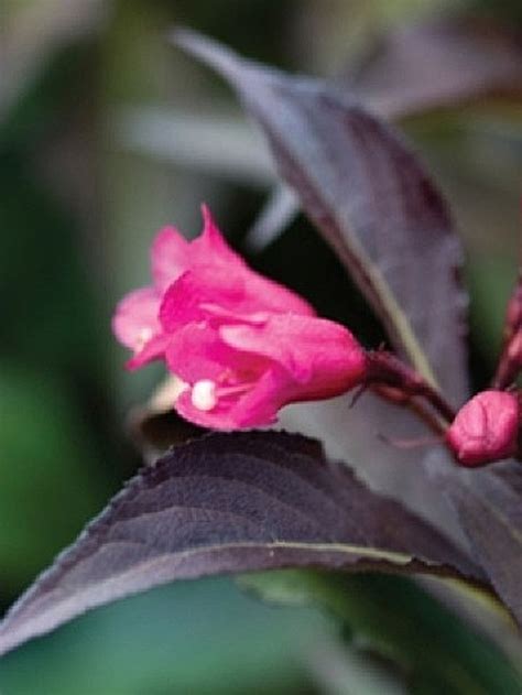 Spilled Wine Weigela 1m High And Wide Wavy Dark Purple Leaves With Hot