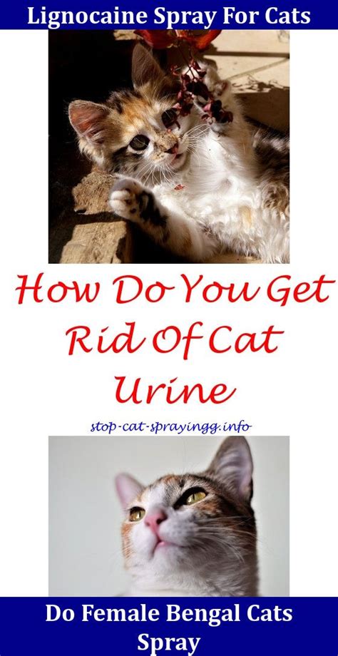 Cats might also use your garden as an outdoor litter box. When Do Boy Cats Start To Spray | Male cat spraying, Cats ...