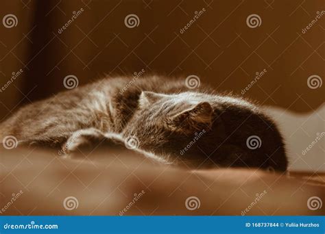 Cute Cat Sleeps At Home In Bed In The Sun Rest Relaxation Rumbling