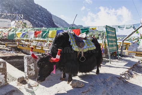 Tibetan Black Fur Yak With Saddle For Ride Stand On The Concrete Road