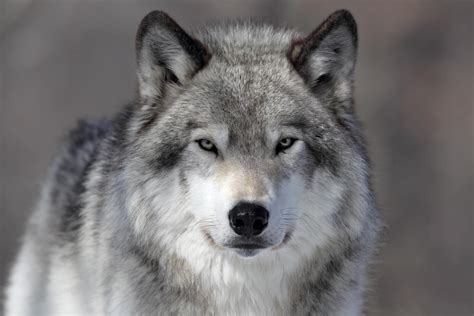 Gray Wolf May Be Stripped Of Endangered Species Protections Stormfront