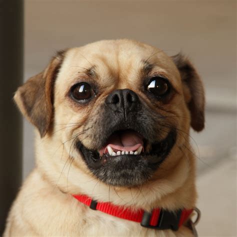Buy, sell, adopt or place ads for free! Dog free to Good Home - Oscar and Ophelia, Pug and Puggle