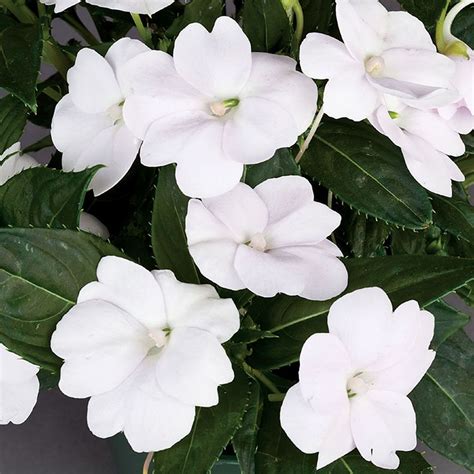 Sunpatiens Compact White Impatiens White Flowering Plants Annual