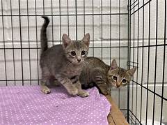 The Craigslist Boston Kitten Adoption Event Your Chance To Meet And Greet