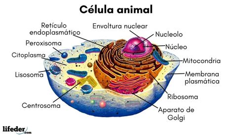 Partes Celula Eucariota Animal Amoci